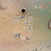 CBH30C.gif